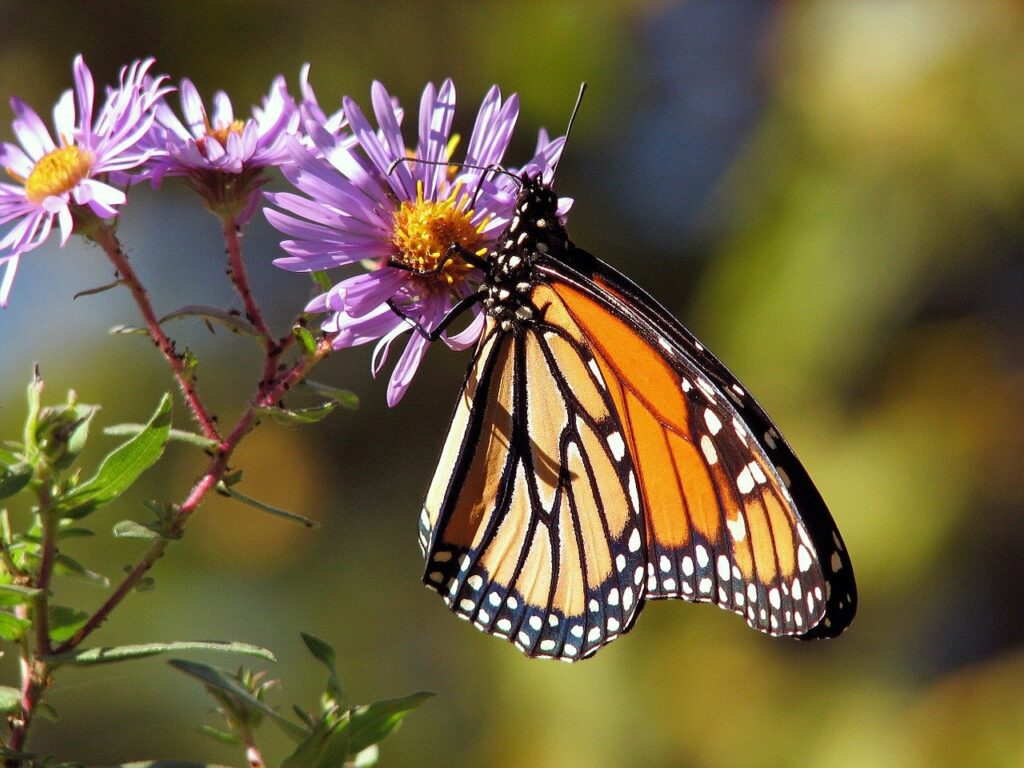 Monarchfalter an Blume im Garten