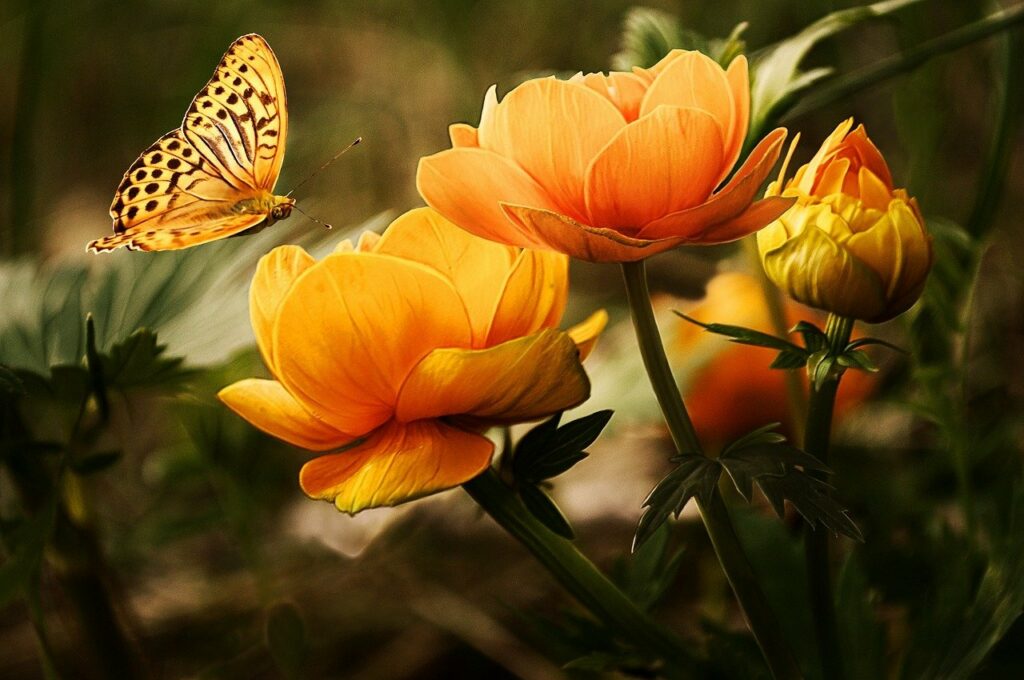Schmetterlinge beobachten Tipps und Tricks