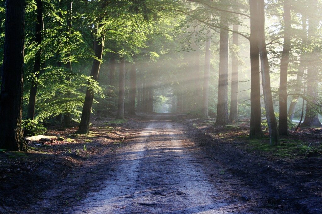 Wald spazieren Lichtung warum gesund in der Natur
