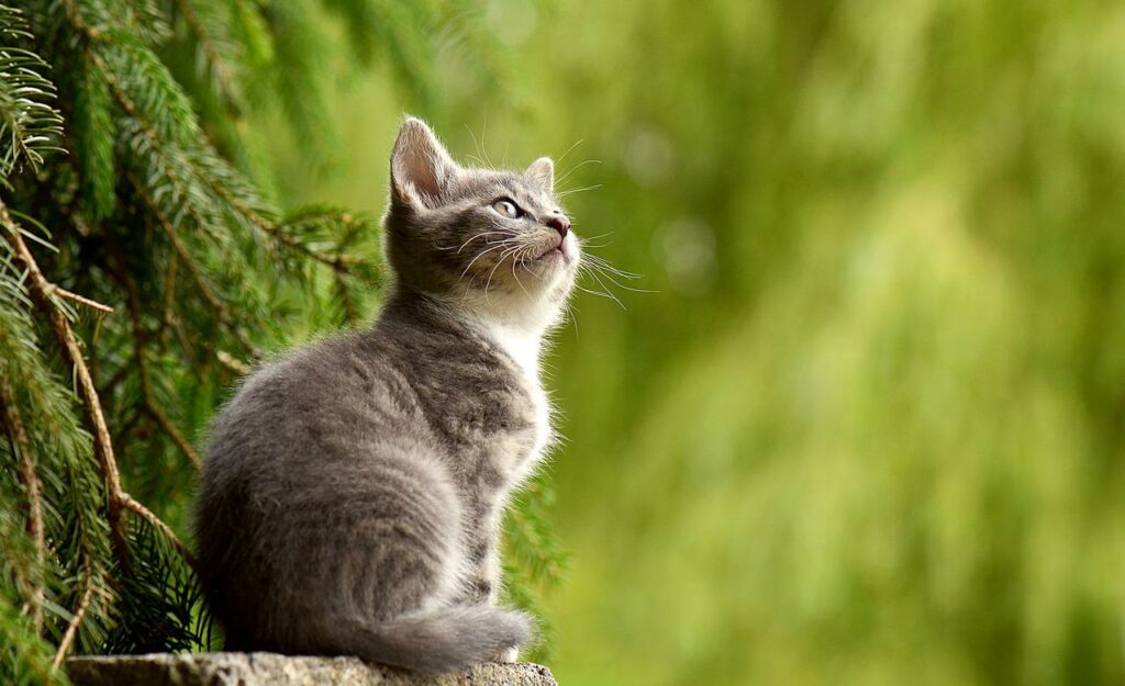 Katze schaut inspiriert nach oben Was können wir von Katzen lernen