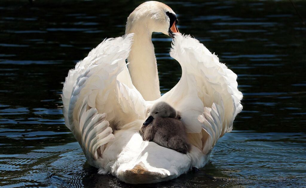 Kleiner Babyschwan nutzt Mutter als Taxi im Wasser