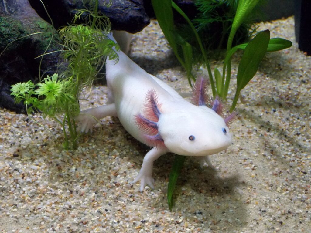 Axolotl im Aquarium lächelt Axolotl als Haustier Tipps für Beginner