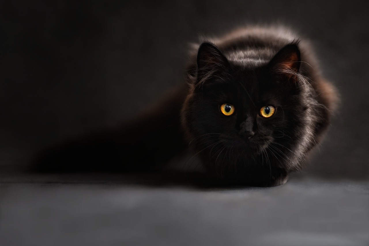 Schwarze Katze mit orangenen Augen und grossen Pupillen Warum haben Eulen und Katzen große Pupillen