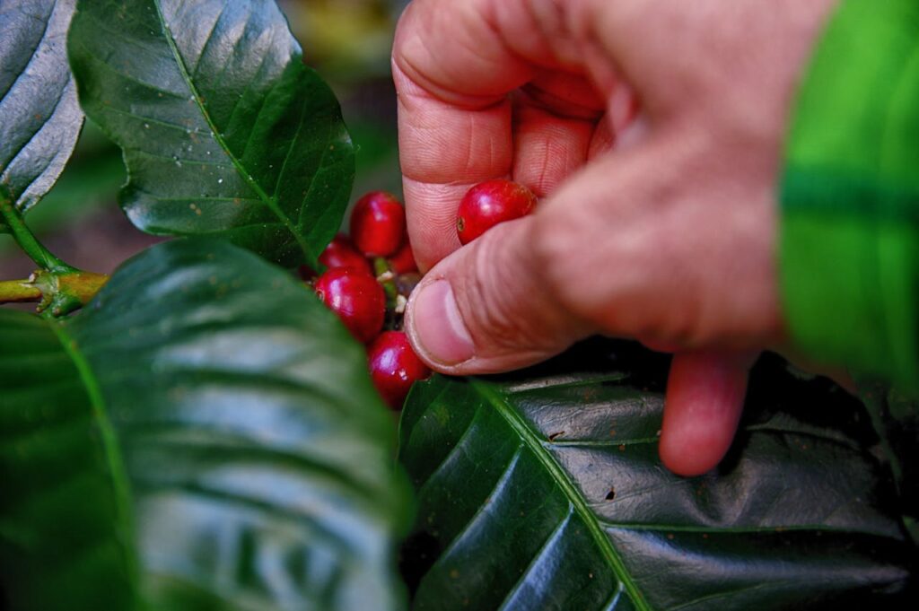 Kaffeebohnen Strauch rot Natur Wie wurde Kaffee ursprünglich angebaut