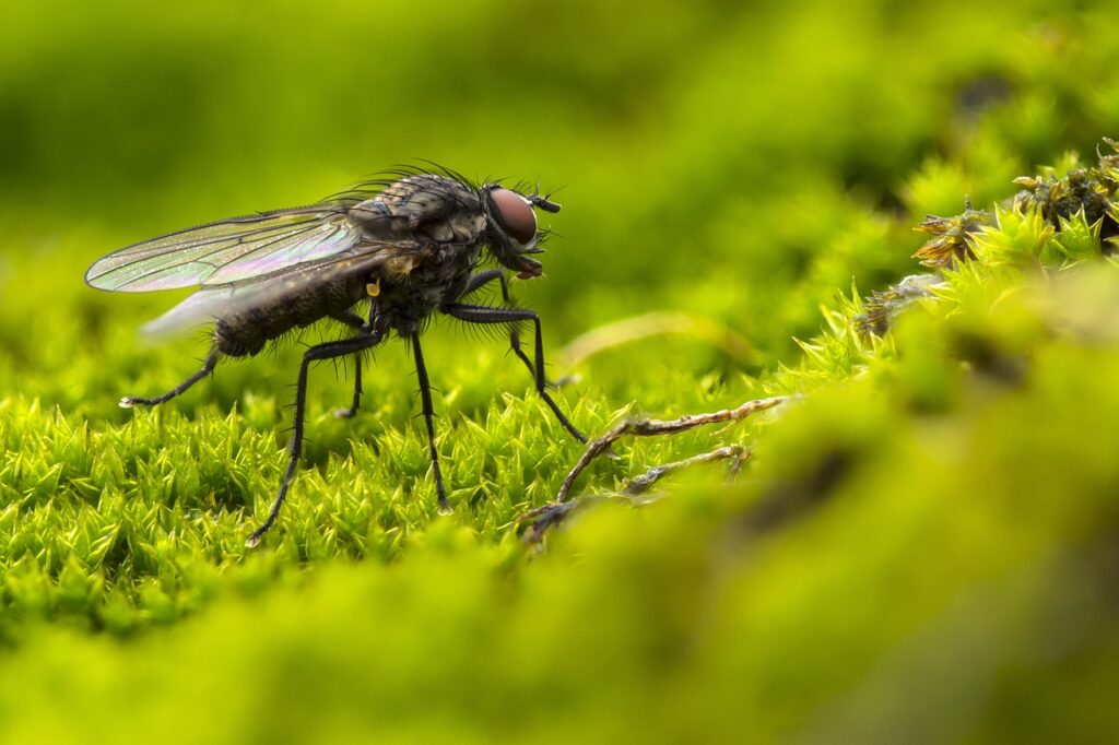 Fliege Nahaufnahme Beste Insektenschutztür Die ideale Wahl für Ihr Zuhause