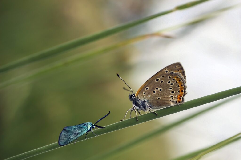 Insekten sitzen auf Grashalm Können Insekten hören – Ein Blick auf die faszinierenden Sinne der kleinen Krabbler