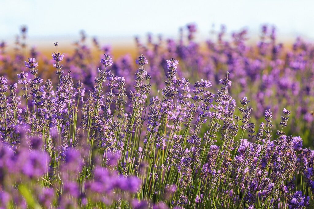 Lavendel Wiese Beste Insektenpflanzen Natürliche Helfer im Garten und auf dem Balkon