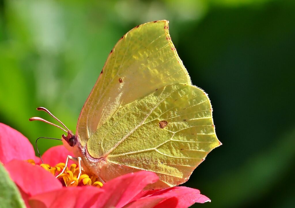 Zitronenfalter sitzt auf Blume Zitronenfalter – Steckbrief und interessante Fakten