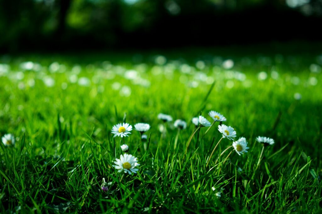 Garten Rasen Gänseblümchen Wie digitale Lösungen die Gartenpflege erleichtern können