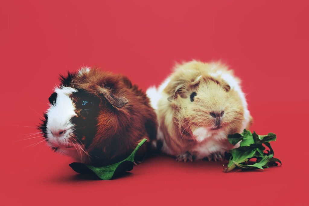 Meerschweinchen niedlich Meerschweinchen-Namen für Mädchen – Süße & kreative Ideen für dein kleines Fellknäuel