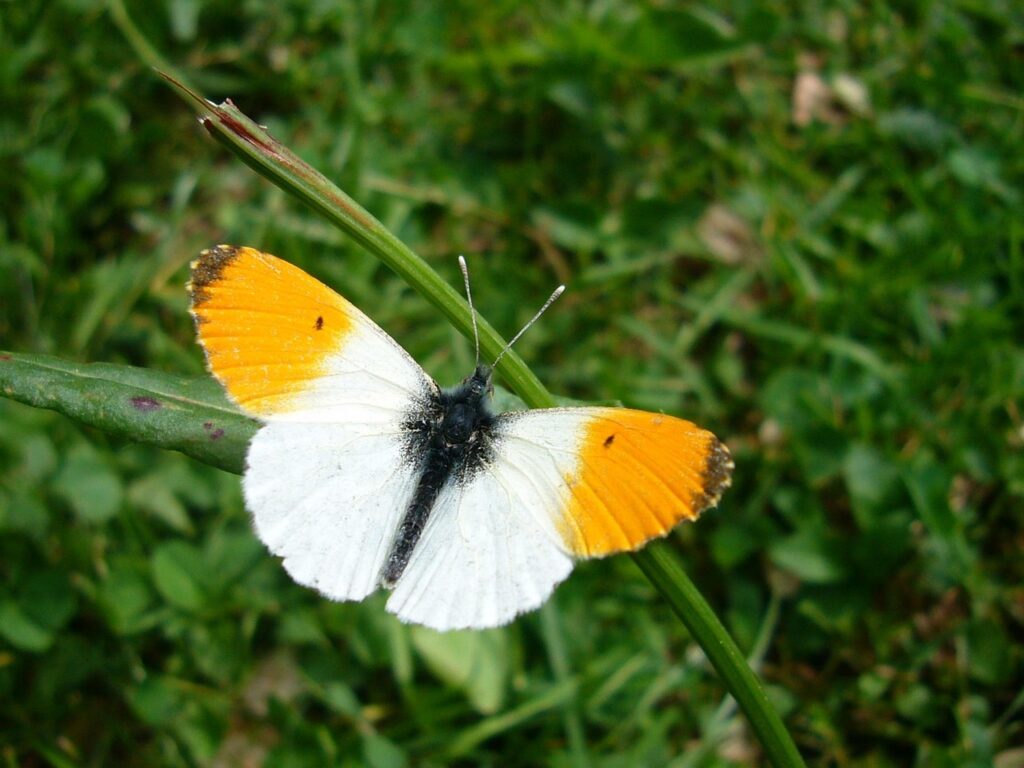 Schmetterling Aurorafalter Steckbrief – Der Frühlingsbote mit den orangenen Flügelspitzen