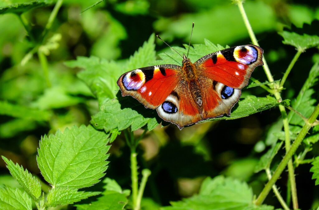 Schmetterling in der Sonne Tagpfauenauge Steckbrief – Der bunte Flieger mit den markanten Augenflecken