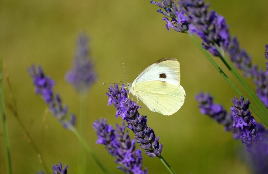 Schmetterling sitzt auf Lavendel Kleiner Kohlweißling Steckbrief – Der weiße Falter der Gärten