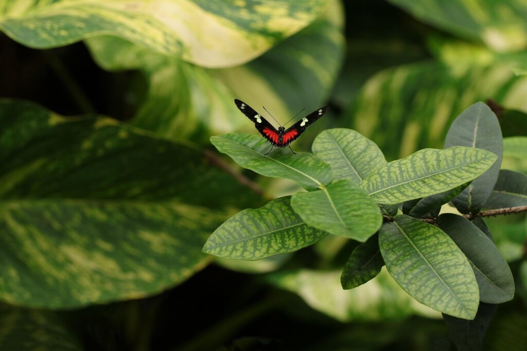 Schmetterling sitzt auf einem Blatt Schmetterlinge im Gewächshaus züchten – Geht das