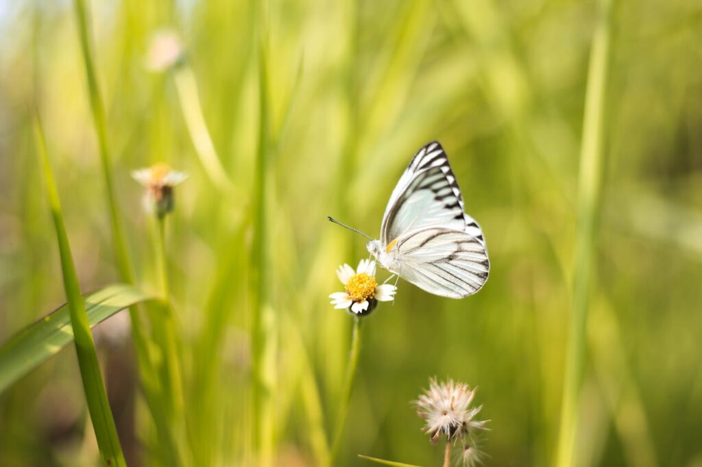 Weißer Schmetterling auf Wiese Weißer Schmetterling Bedeutung – Symbolik und Interpretation